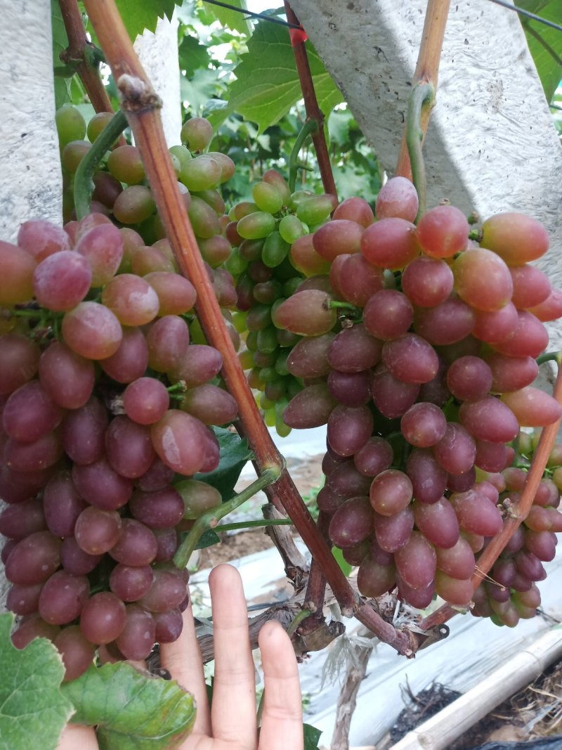 【精品葡萄】茉莉香葡萄现大量上市，质量好，口感超甜