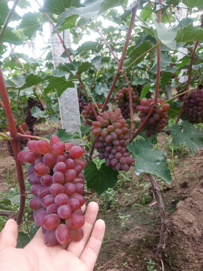 【精品葡萄】茉莉香葡萄现大量上市，质量好，口感超甜