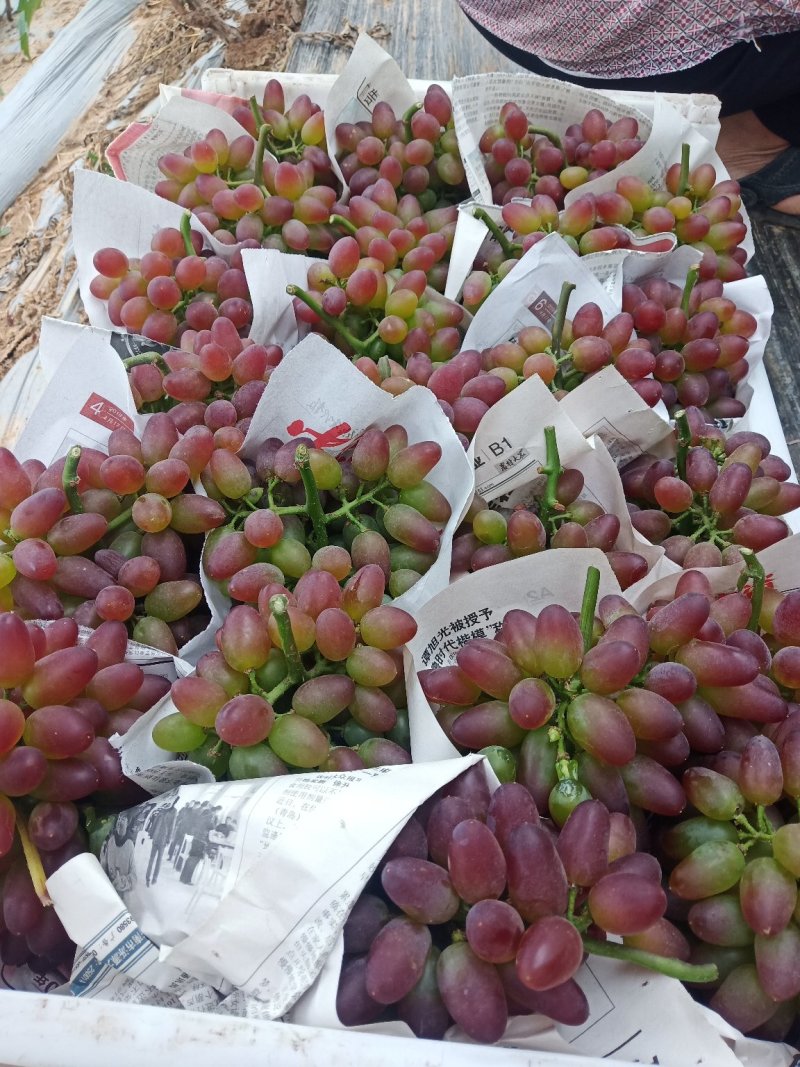 【精品葡萄】茉莉香葡萄现大量上市，质量好，口感超甜