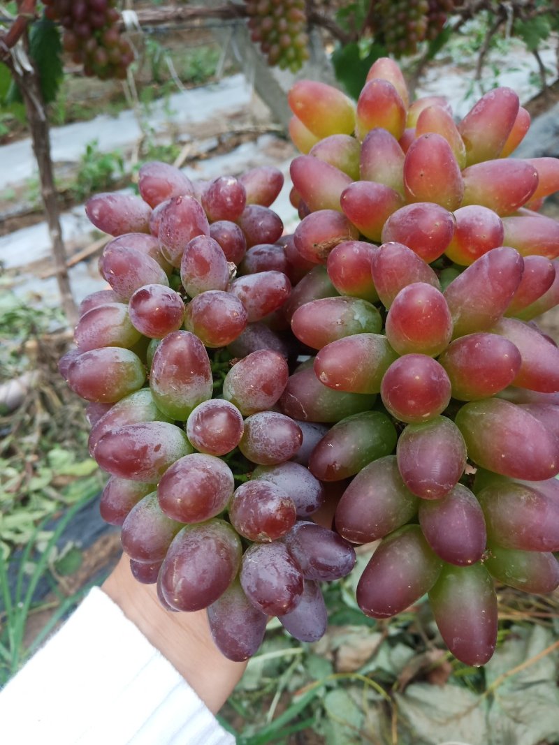 【精品葡萄】茉莉香葡萄现大量上市，质量好，口感超甜