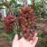 【精品葡萄】茉莉香葡萄现大量上市，质量好，口感超甜