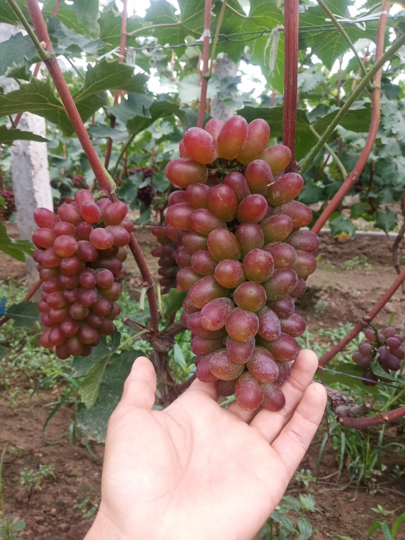 【精品葡萄】茉莉香葡萄现大量上市，质量好，口感超甜