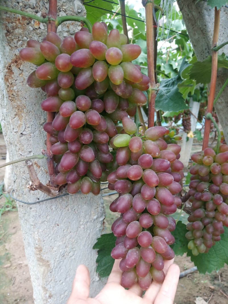 【精品葡萄】茉莉香葡萄现大量上市，质量好，口感超甜