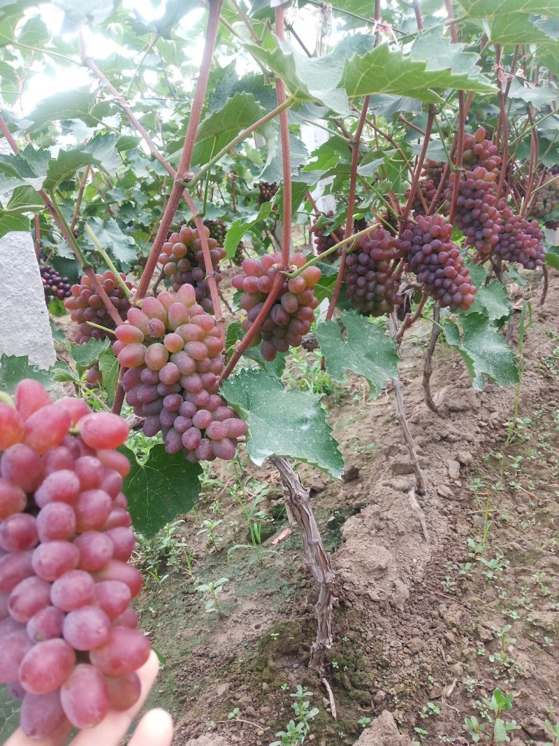 【精品葡萄】茉莉香葡萄现大量上市，质量好，口感超甜