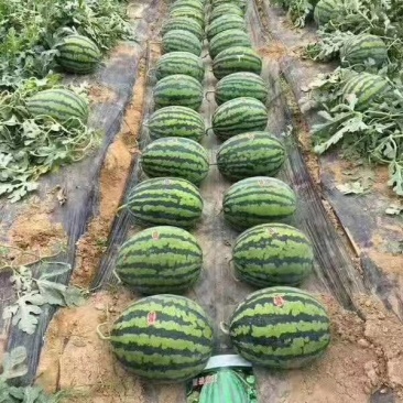 西瓜甜王大棚西瓜，产地直供大红瓤黑籽，糖度高干沙瓤含糖高