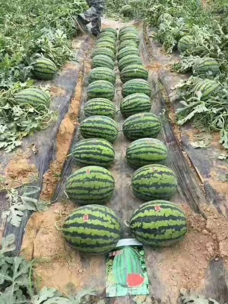 西瓜甜王大棚西瓜，产地直供大红瓤黑籽，糖度高干沙瓤含糖高