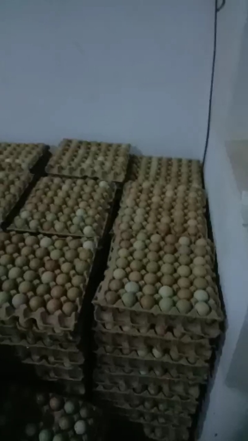优质新鲜山鸡蛋营养风副建康美味还长寿保证质量破损保陪