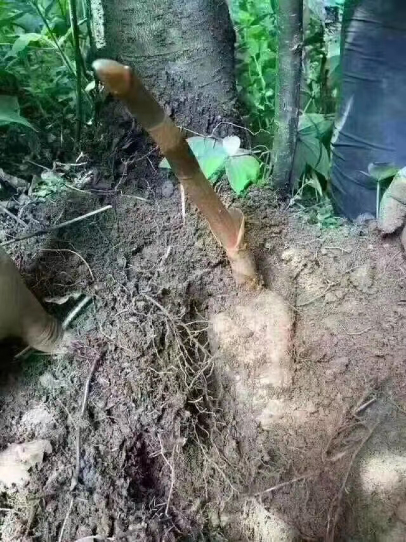 长白山纯野生天麻鲜天麻秋天麻原产地批发价格便宜