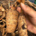 长白山纯野生天麻鲜天麻秋天麻原产地批发价格便宜
