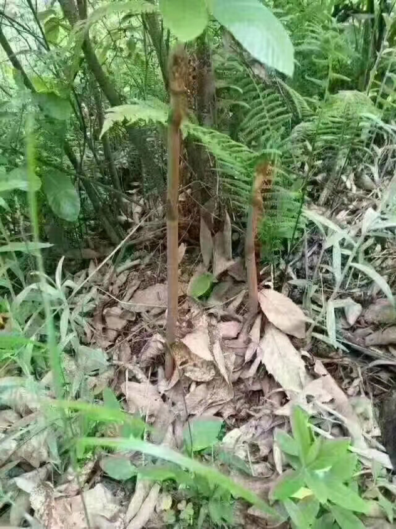 长白山纯野生天麻鲜天麻秋天麻原产地批发价格便宜