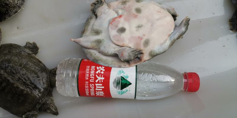 鲜活甲鱼王八脚鱼，物美价廉，全国发货，欢迎选购