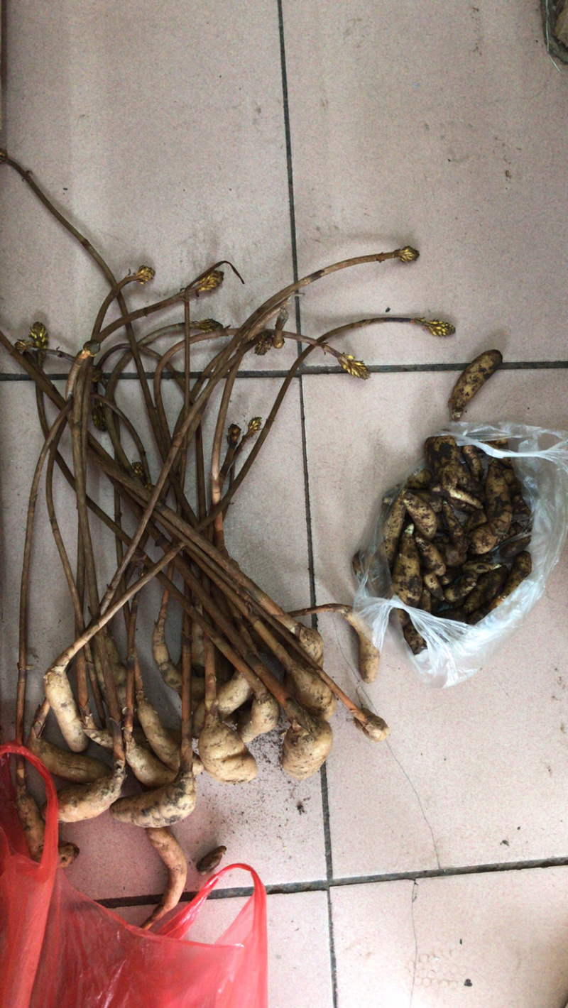 长白山纯野生天麻鲜天麻秋天麻原产地批发价格便宜