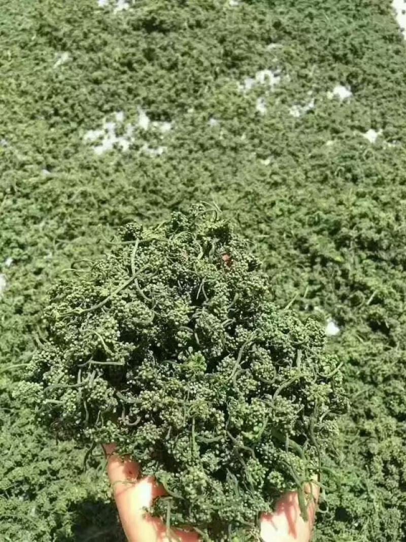 人参花