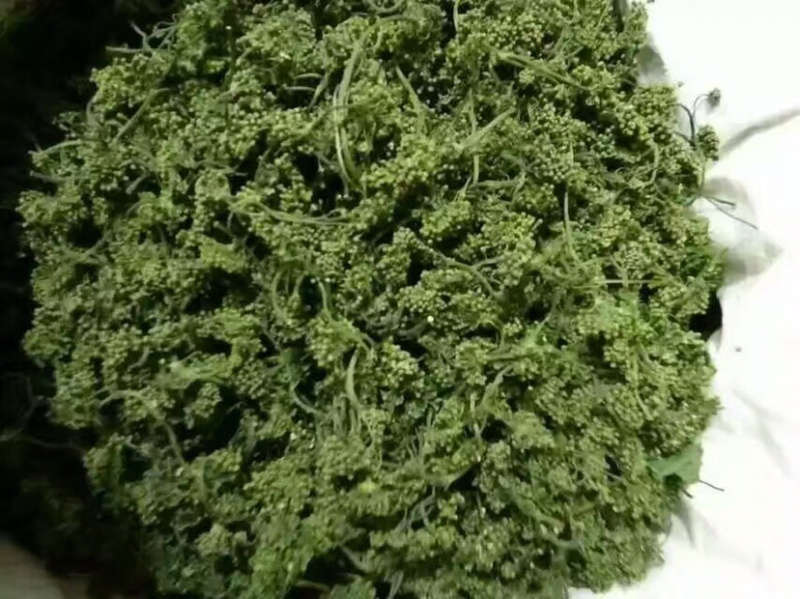 人参花