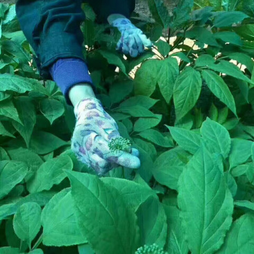 人参花