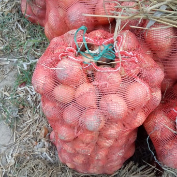 黄皮洋葱