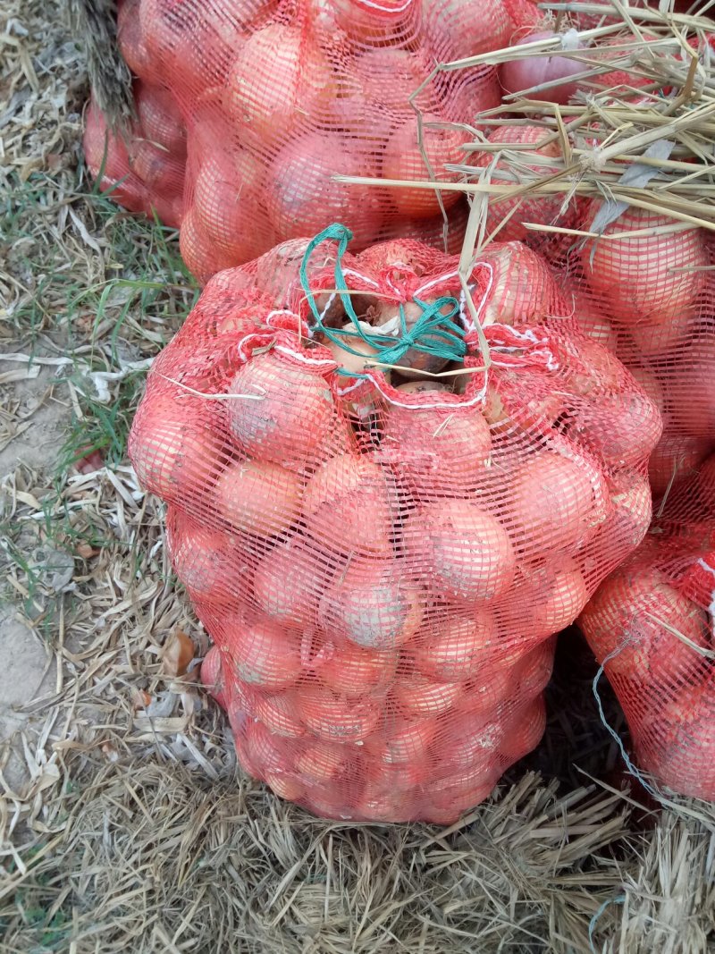 黄皮洋葱