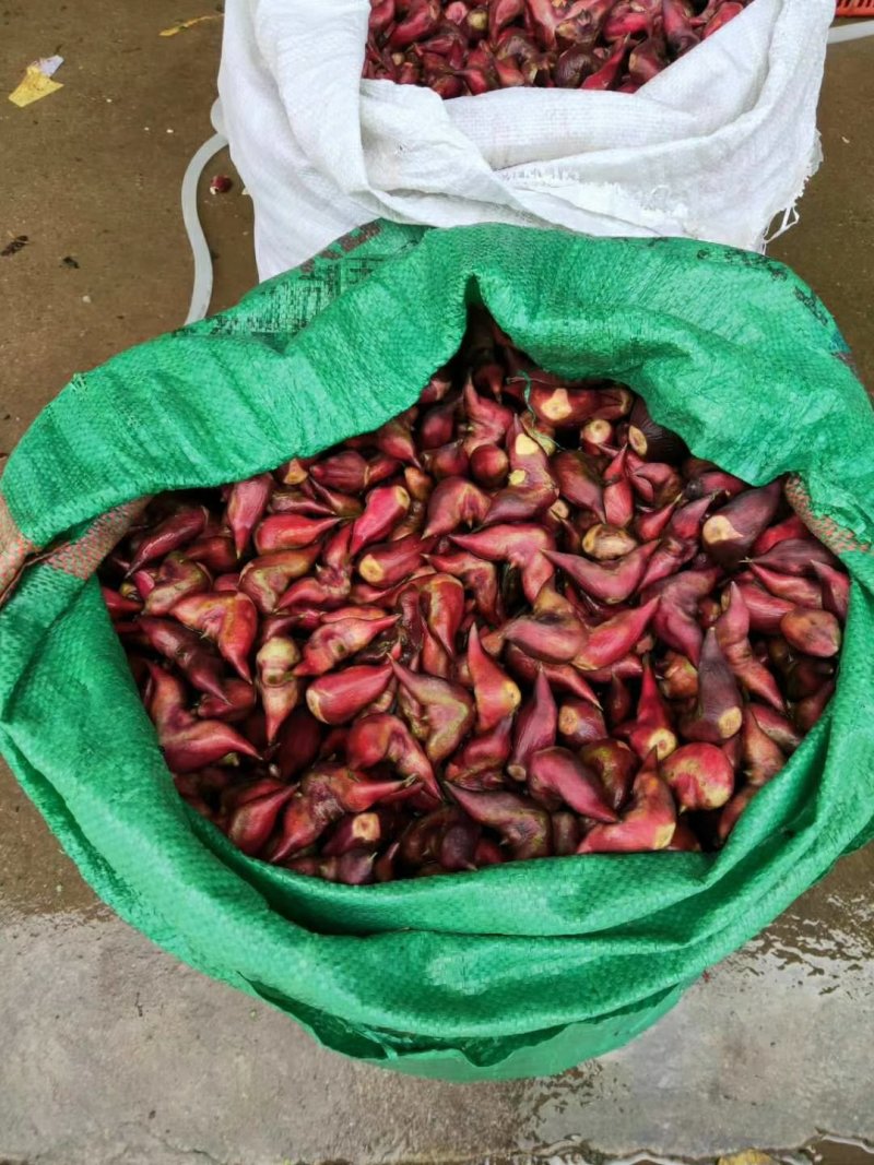 重庆市大量野生菱角批发供应