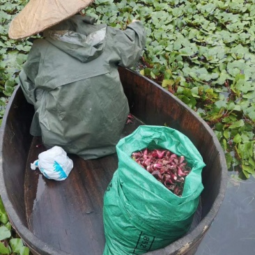 重庆市大量野生菱角批发供应