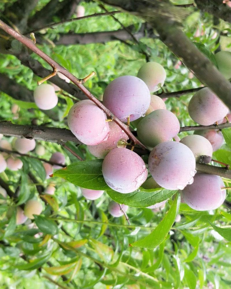 半边红李子，茵红李，脆甜多汁，四川李子对接电商，市场