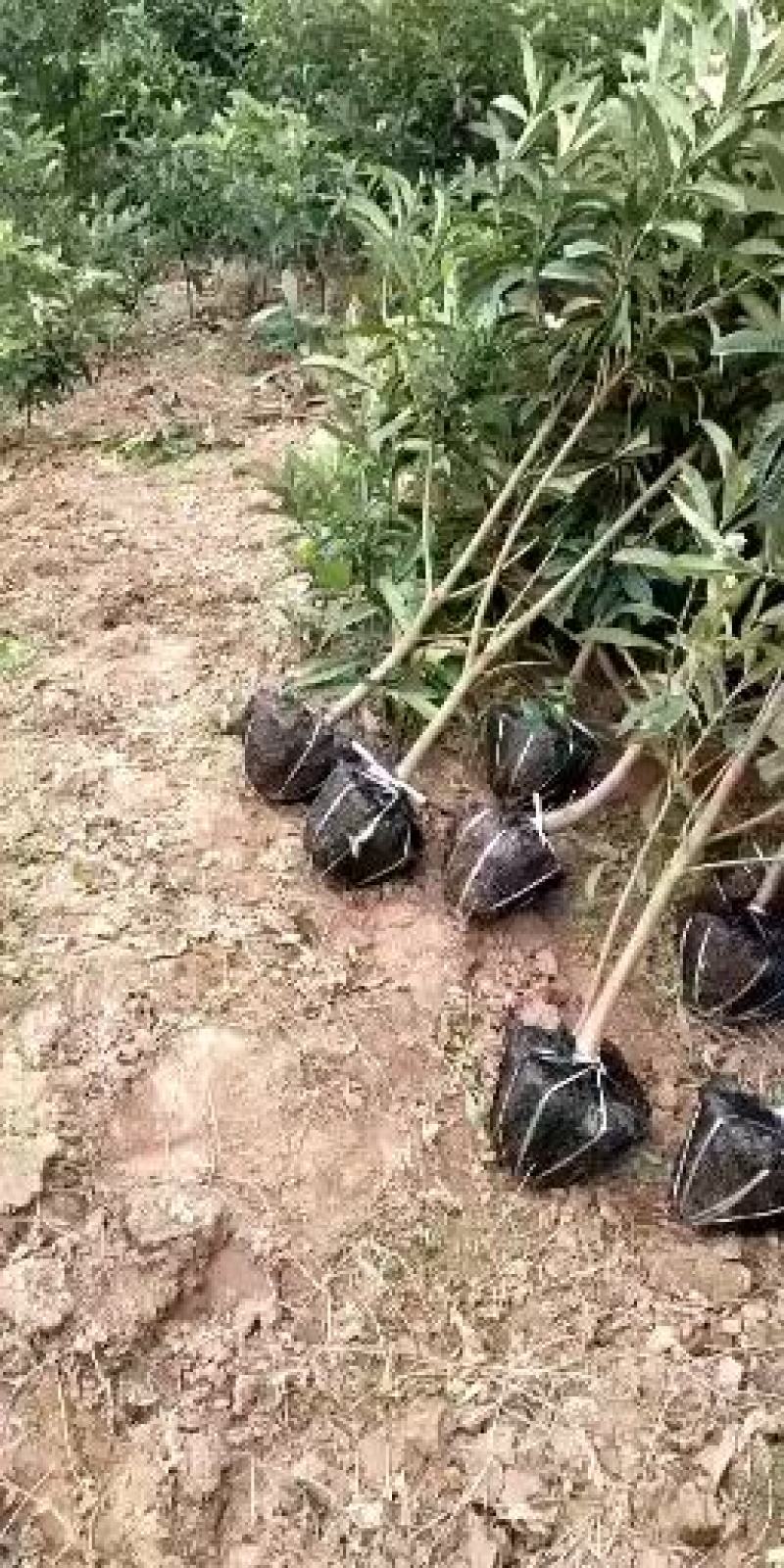 精品大五星枇杷苗，包挂果，包技术，假一赔十，放心购买。