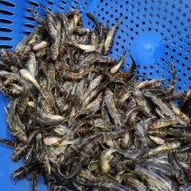 黄骨鱼苗，黄辣丁鱼苗，提供售后服务，技术指导
