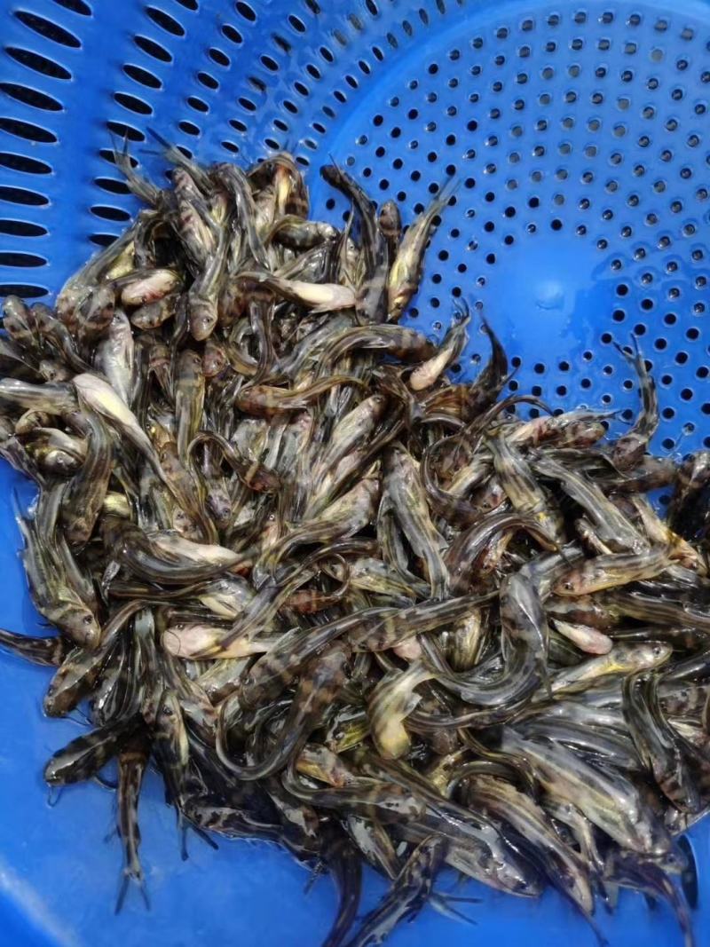 黄骨鱼苗，黄辣丁鱼苗，提供售后服务，技术指导