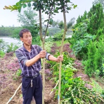 老紫薇紫薇树2~7公分杆直量大紫薇红