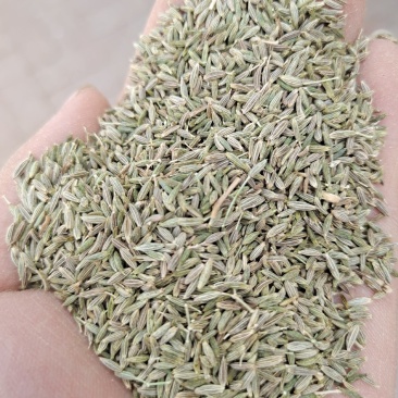 甘肃特绿精品孜然，香味十足