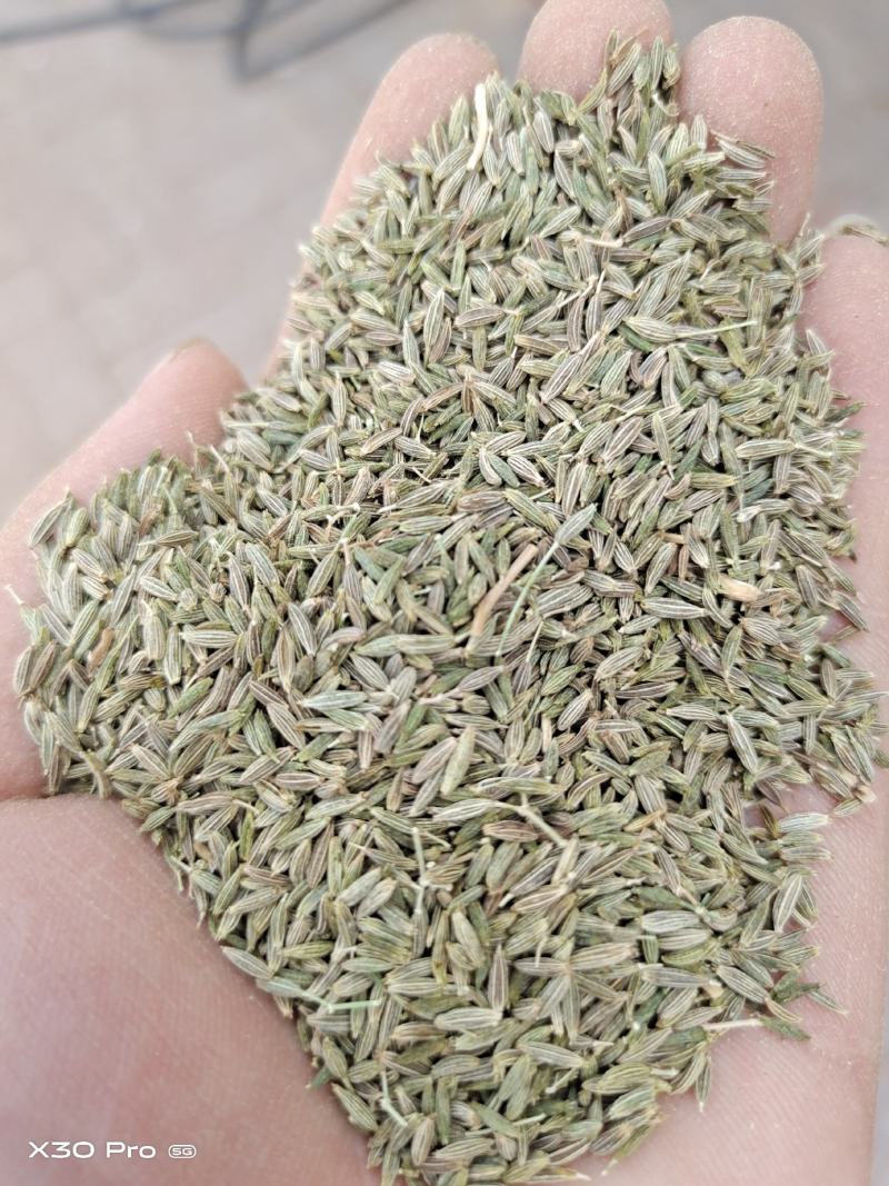 甘肃特绿精品孜然，香味十足