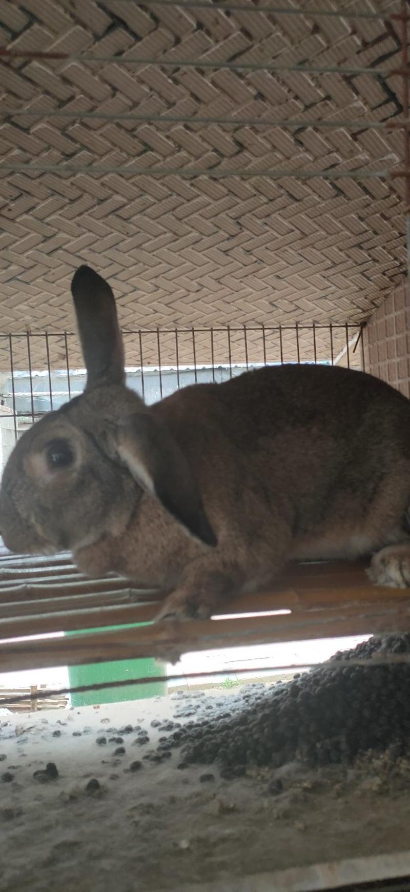 比利时肉兔怀孕成年种兔兔苗可长30斤