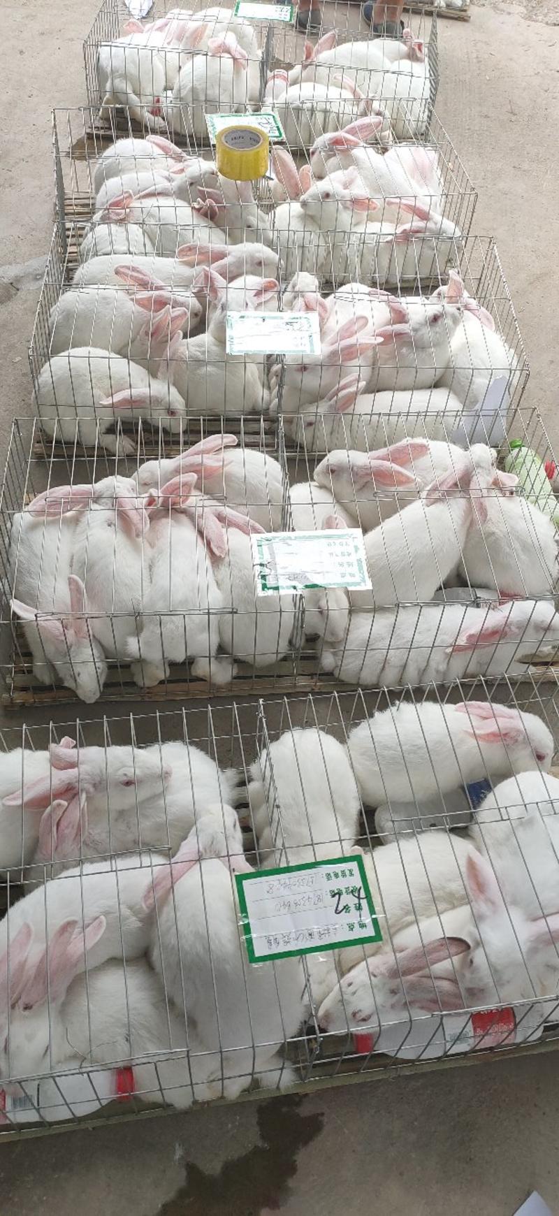 比利时肉兔怀孕成年种兔兔苗可长30斤