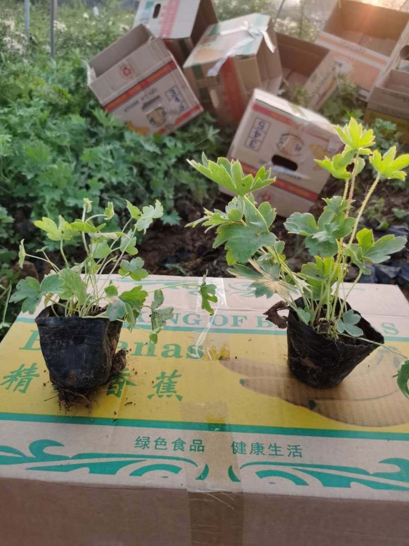 大花飞燕草，飞燕草基地一手货源，常年销售各种绿化苗木