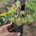 大花飞燕草,飞燕草基地一手货源,常年销售各种绿化苗木