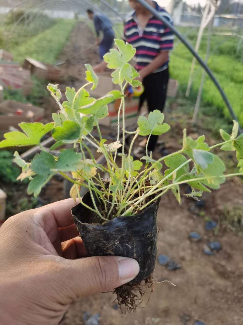 大花飞燕草，飞燕草基地一手货源，常年销售各种绿化苗木