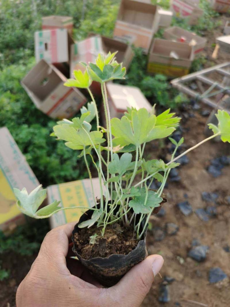 大花飞燕草，飞燕草基地一手货源，常年销售各种绿化苗木