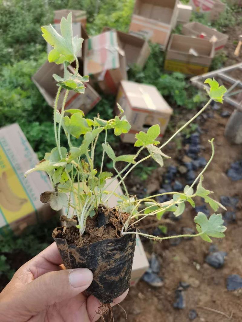 大花飞燕草，飞燕草基地一手货源，常年销售各种绿化苗木