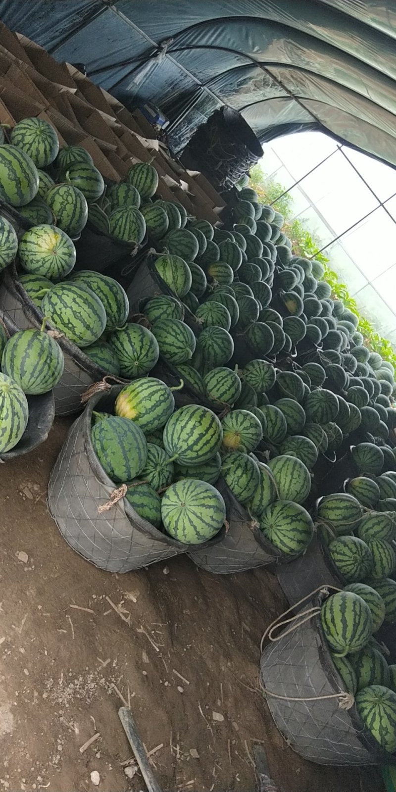 精品美都2茬有子