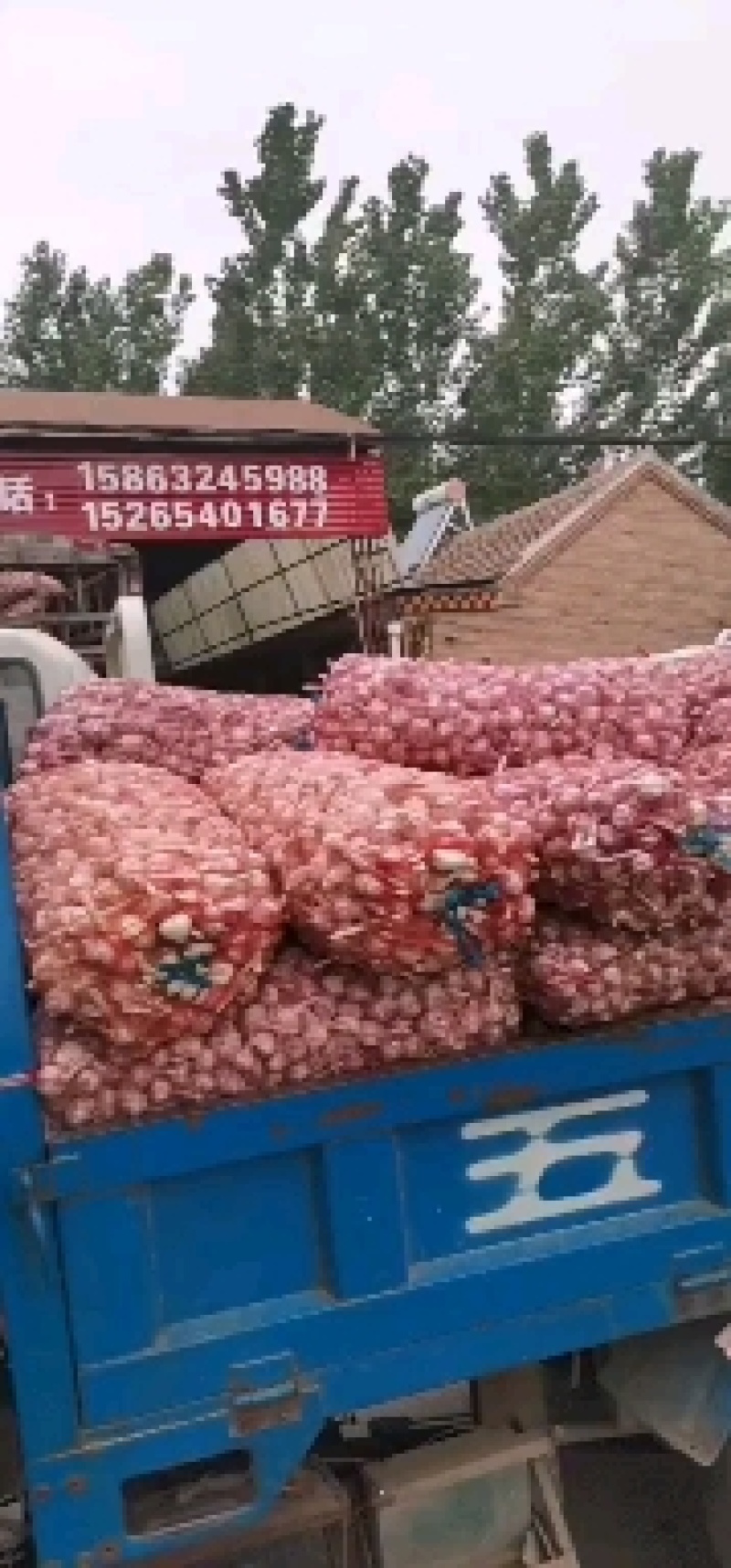 【包邮大蒜新大蒜紫皮蒜，2025新蒜干蒜单县金乡产地直供