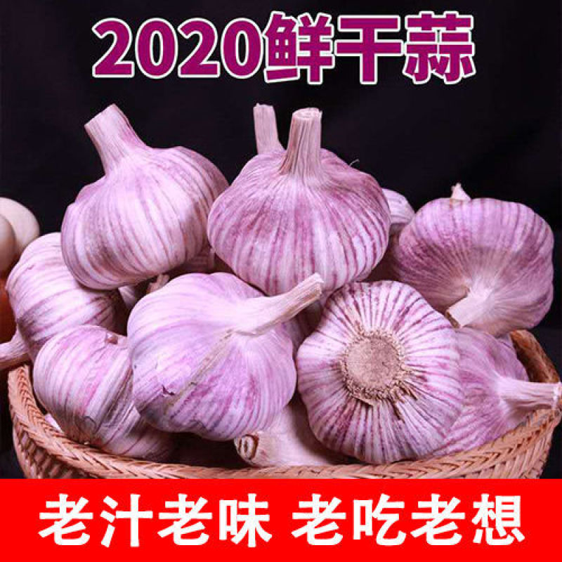 【包邮大蒜新大蒜紫皮蒜，2025新蒜干蒜单县金乡产地直供