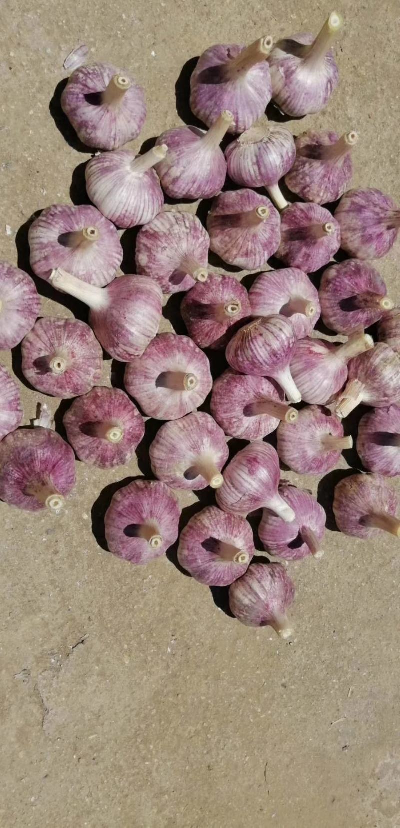【包邮大蒜新大蒜紫皮蒜，2025新蒜干蒜单县金乡产地直供