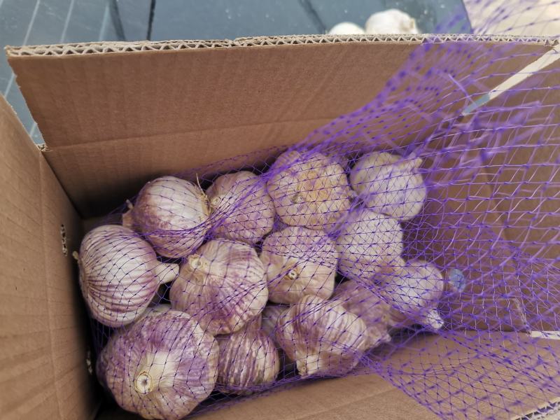 【包邮大蒜新大蒜紫皮蒜，2025新蒜干蒜单县金乡产地直供