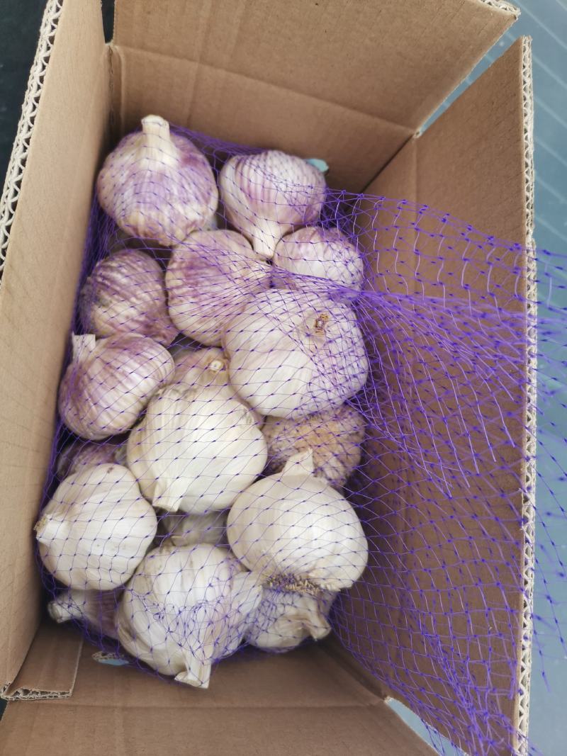 【包邮大蒜新大蒜紫皮蒜，2025新蒜干蒜单县金乡产地直供