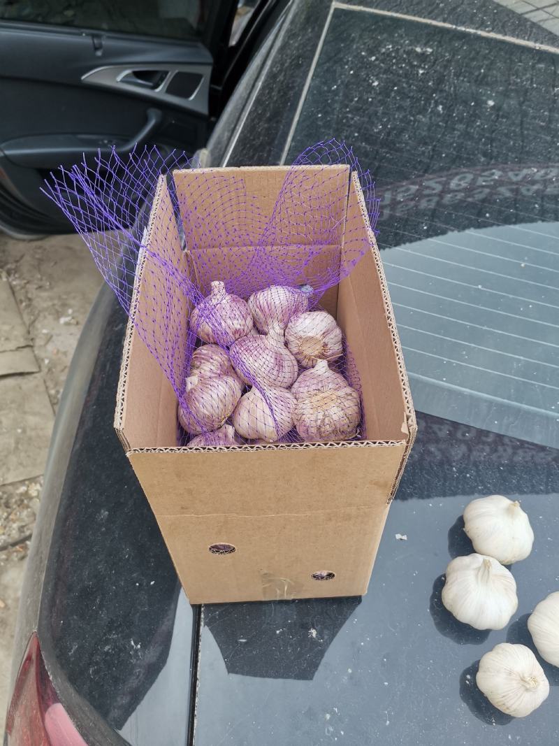 【包邮大蒜新大蒜紫皮蒜，2025新蒜干蒜单县金乡产地直供