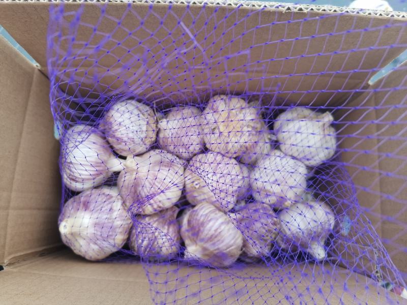 【包邮大蒜新大蒜紫皮蒜，2025新蒜干蒜单县金乡产地直供