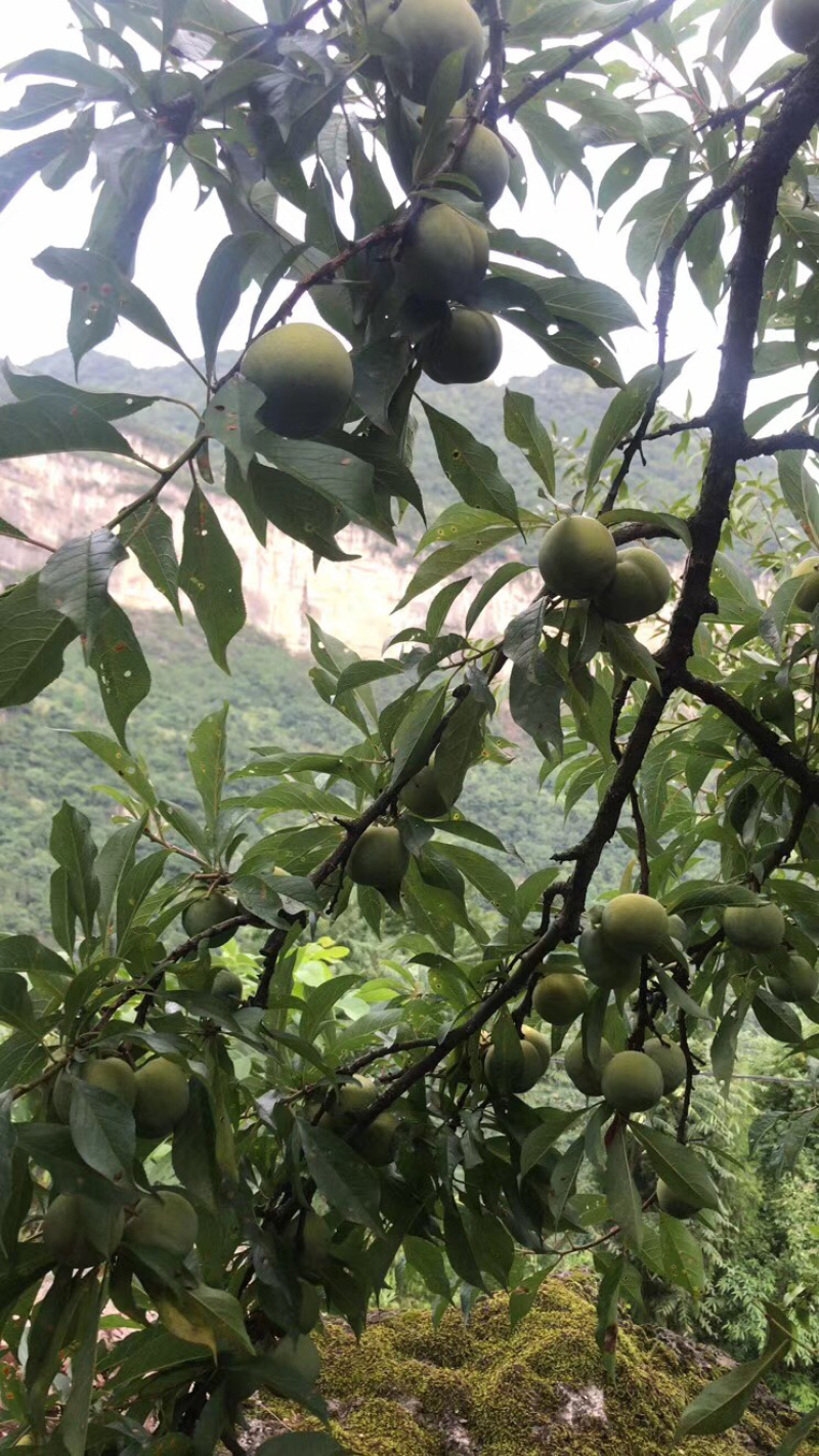 离骨清脆李