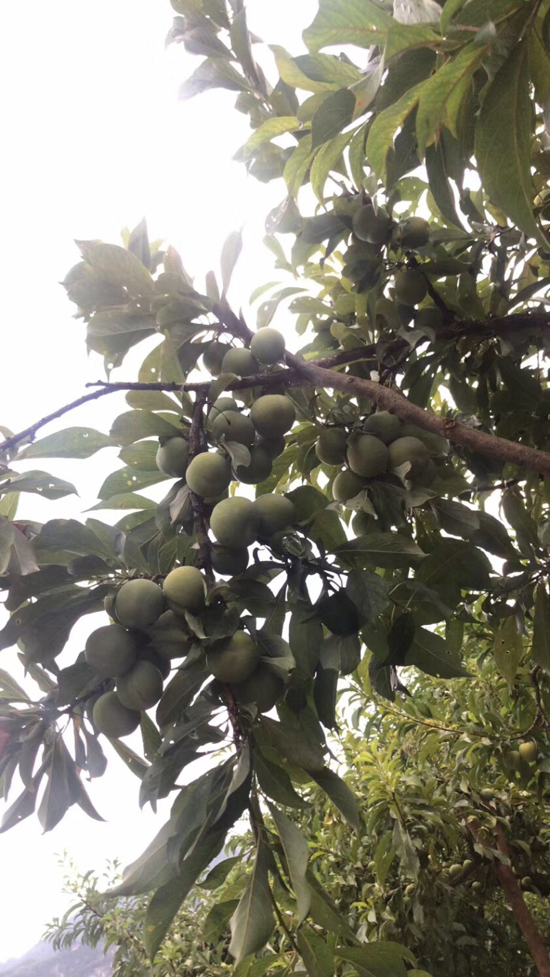 离骨清脆李