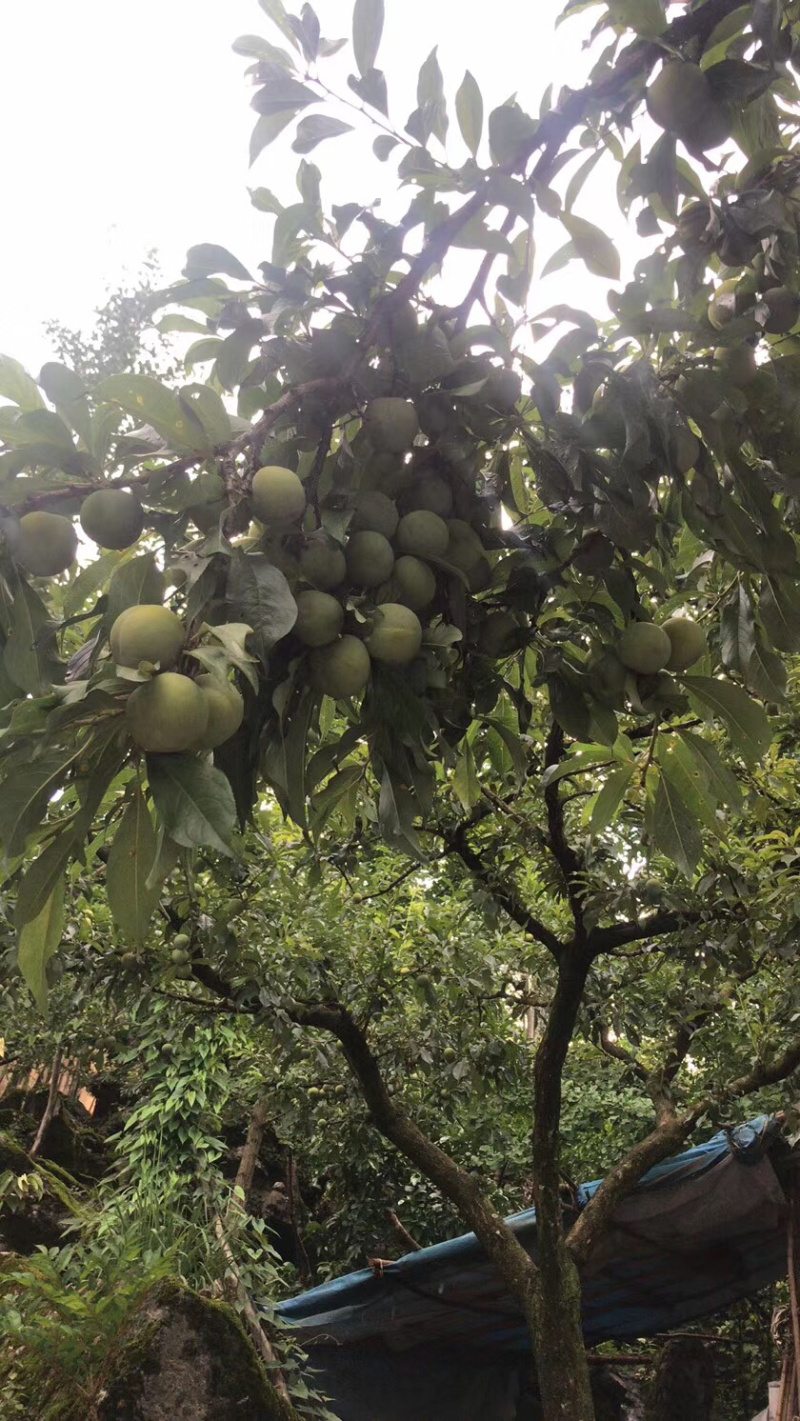 离骨清脆李