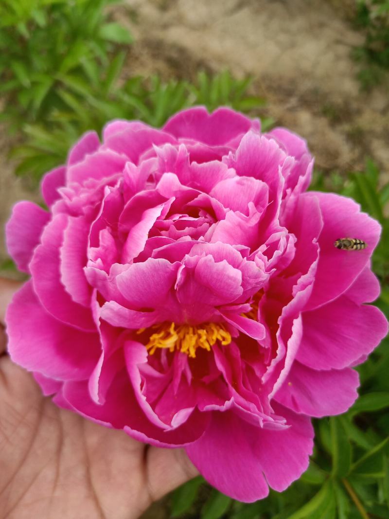芍药干花花卉盆景观赏芍药重瓣芍药千层花芍药