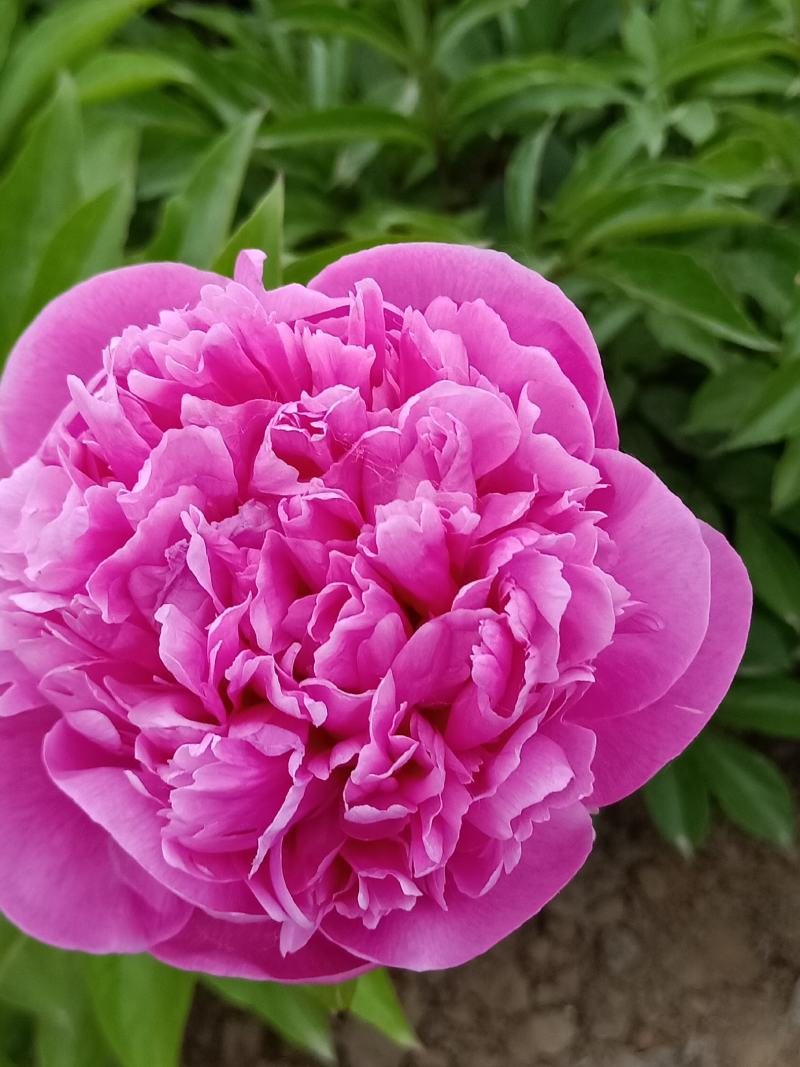 芍药干花花卉盆景观赏芍药重瓣芍药千层花芍药